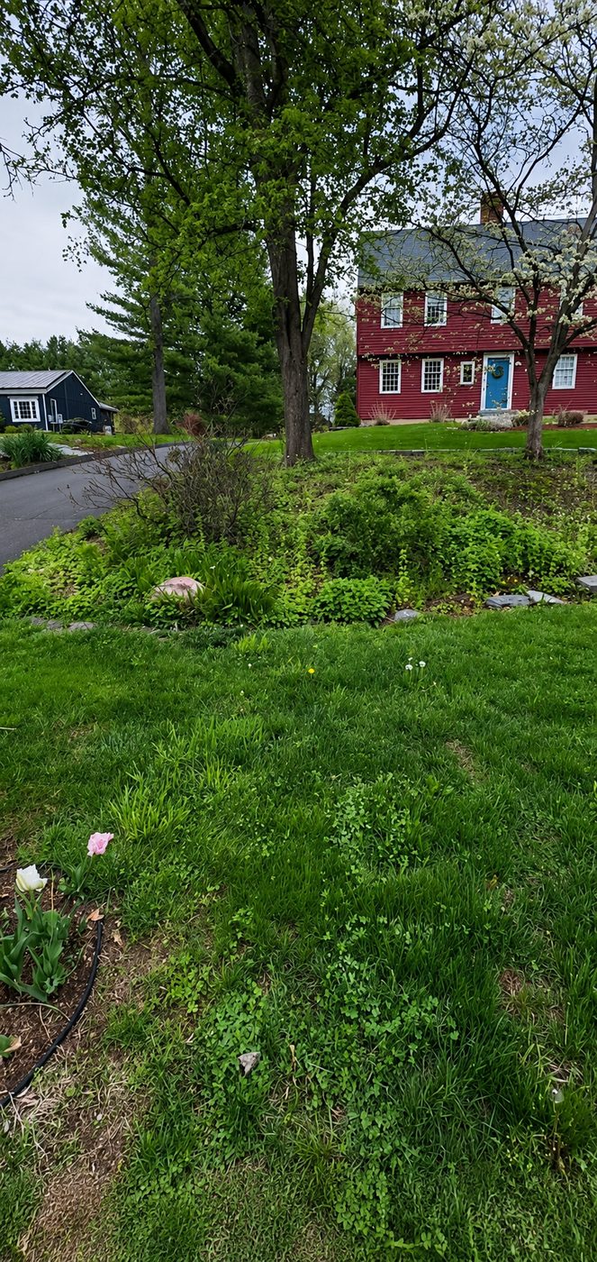 Before - overgrown island with weeds and grass