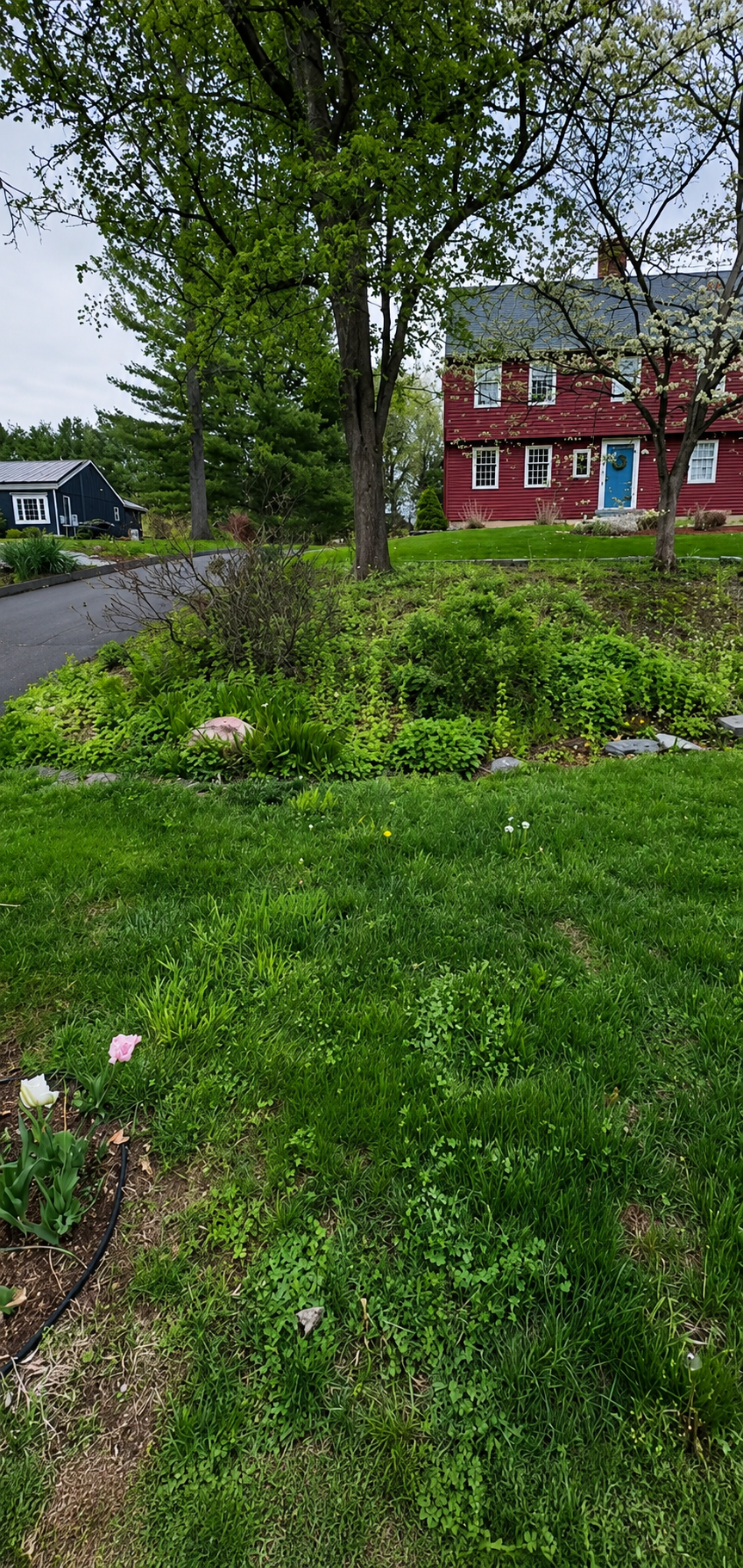 Before - overgrown island with weeds and grass